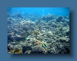 Helengeli 328